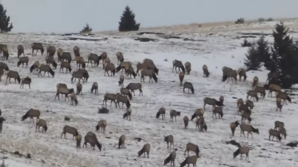 [VIDEO] Massive Elk Heard Will Make You Want To Grab Your Bow
