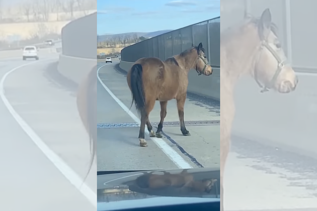 [VIDEO] Horse Runs Free Down Highway After His Great Escape