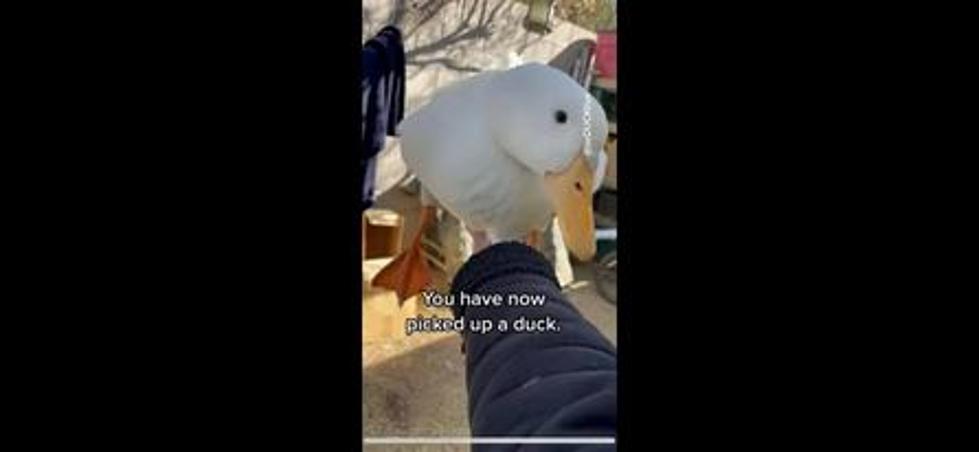 [WATCH] Picking Up a Duck (An Instructional Guide)