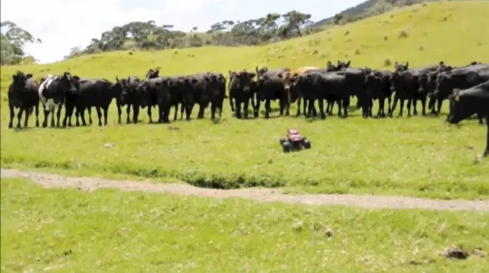 The Coolest Way to Round Up Cattle Ever [VIDEO]