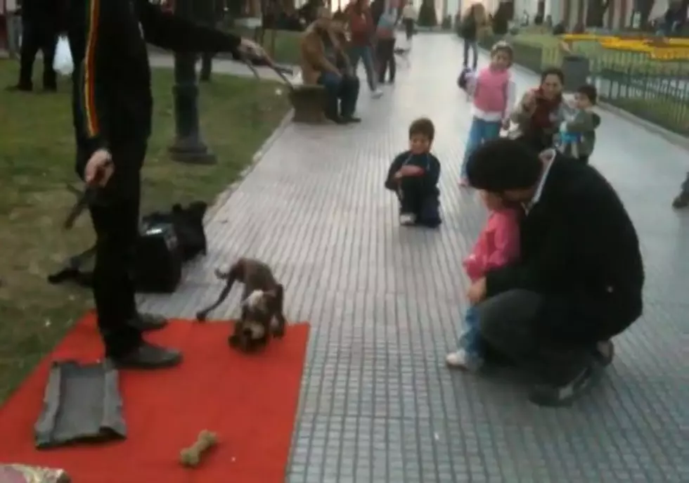 Is That A Real Dog Or A Puppet? [NSFW] [VIDEO]
