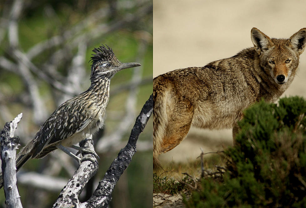 Coyote VS. Roadrunner