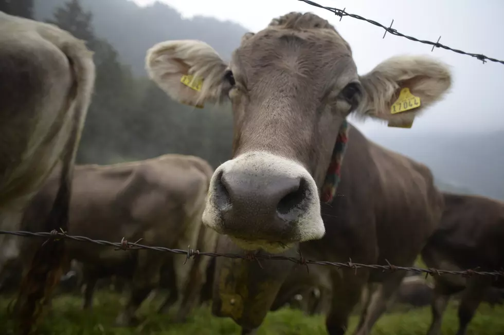 Watch A Dog Hump A Cow [VIDEO]