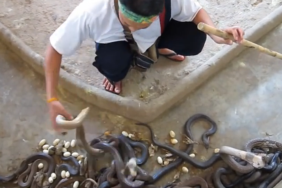 Cleaning A Cobra Pit Not for The Faint Of Heart [VIDEO]