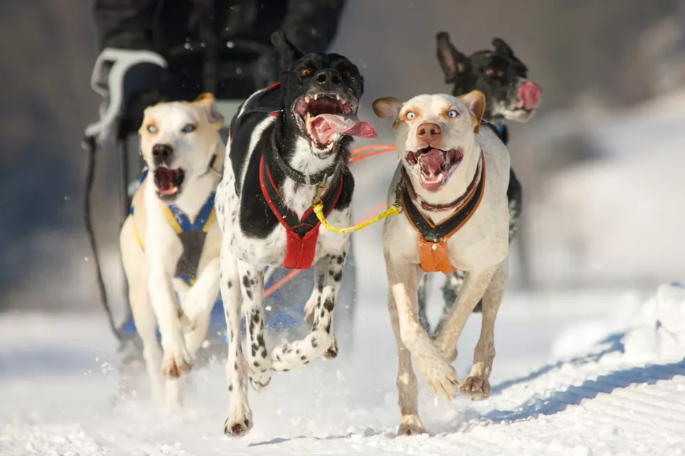 Wyoming Has Some Of The Best Snow Trails For Training Snow-dogs