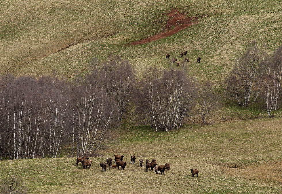 Wyoming Bison Hunt Hits Goal Of 200