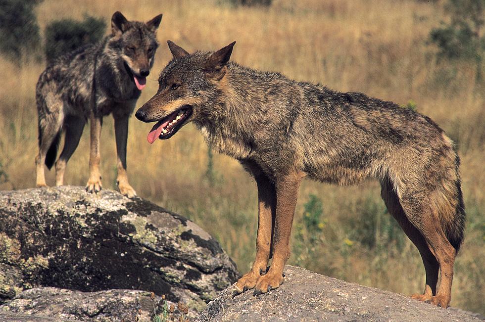 2nd Wyoming Wolf Hunt Area Closed