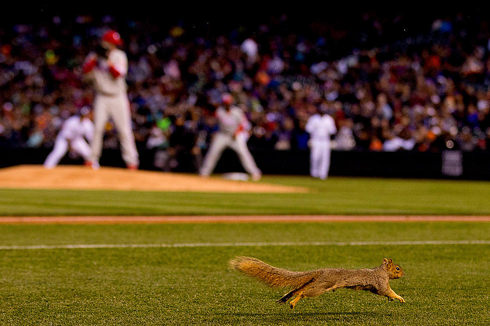 Squirrel Steals the Show at Phillies-Cardinals Game [VIDEO]