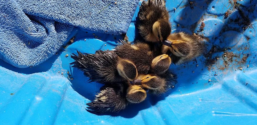 Ducklings Rescued In Paradise Valley Last Night