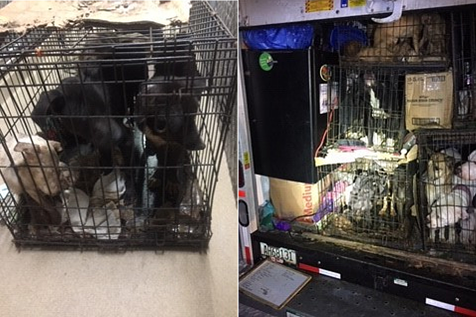 Rawlins Police Rescue 31 ‘Abused and Neglected’ Dogs, Cats