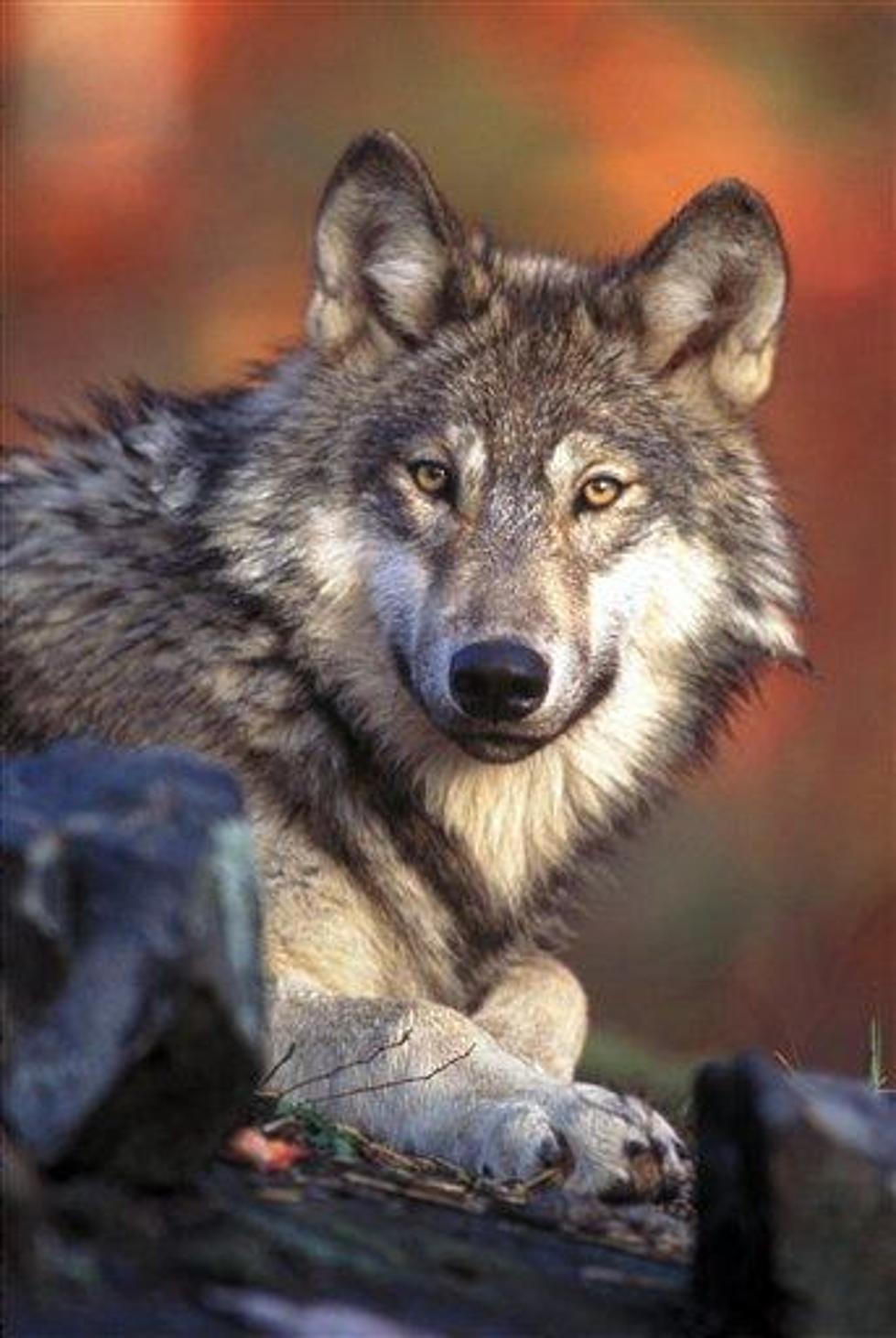 Wolves Fall Behind Endangered Species Pack [AUDIO]