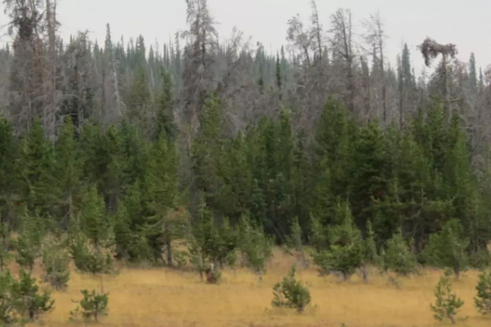 Forest Agencies Announce Survey Results For Wyoming