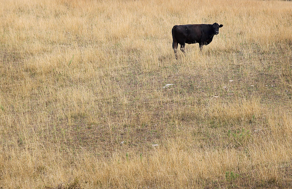 Hay & Straw Buyers, Know Your Source, Bales Offer Vehicle For Fire Ants