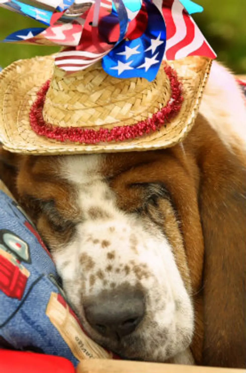 Fourth Of July Pet Tips