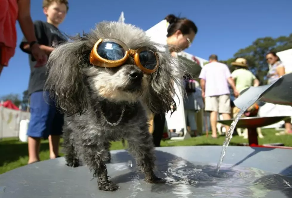 Dog Day In The Park On August 24