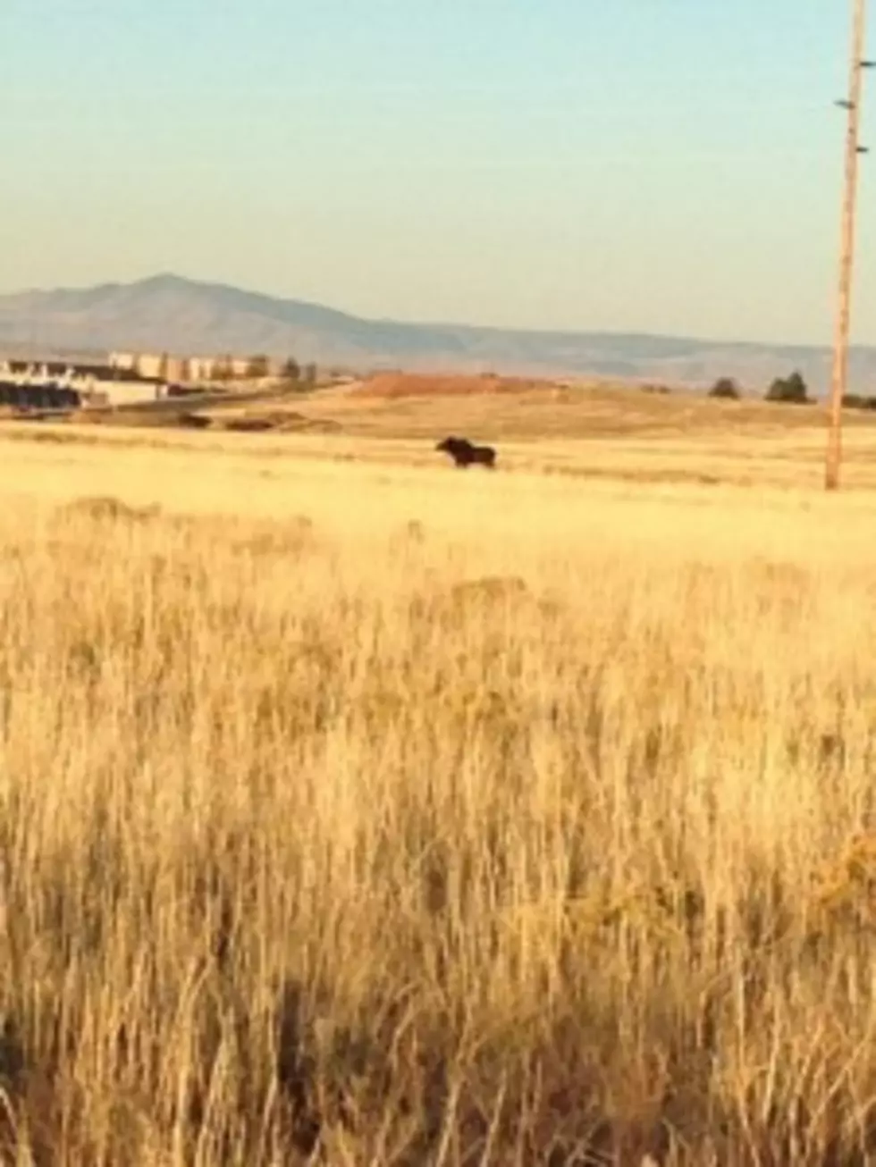 Moose Incident In Laramie Serves As Reminder Of Wildlife Safety