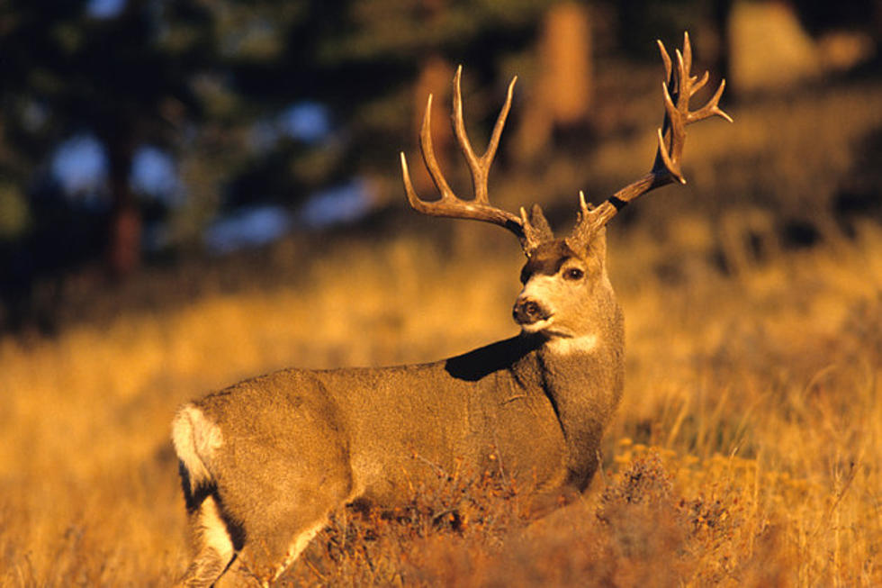 Hunter Kills Deer with Fatal Wildlife Disease