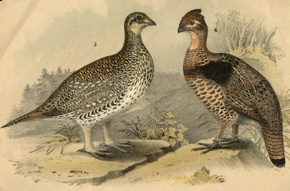 Grouse Not Endangered [VIDEO]