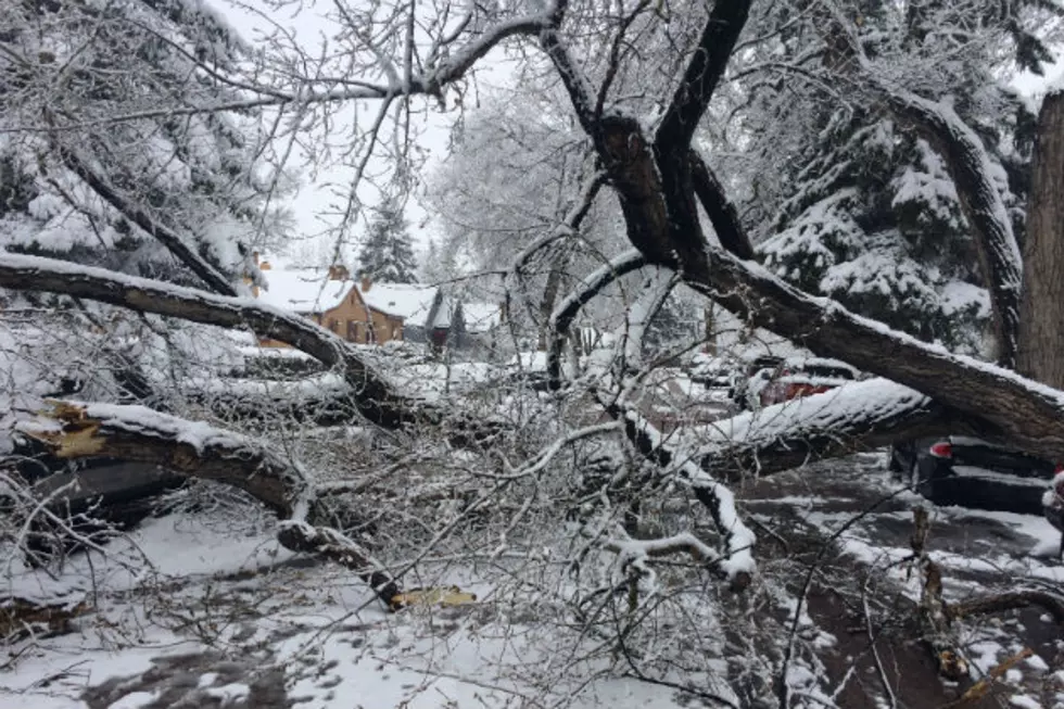 Down Tree Closes Part of Custer, Damages Vehicles [PHOTOS]