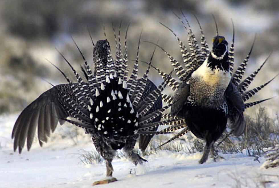 Spring is a Good Time to View Sage Grouse