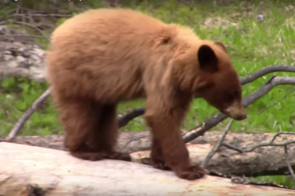 Wyoming Mountain Biker Encounters Bear on Happy Jack Trail