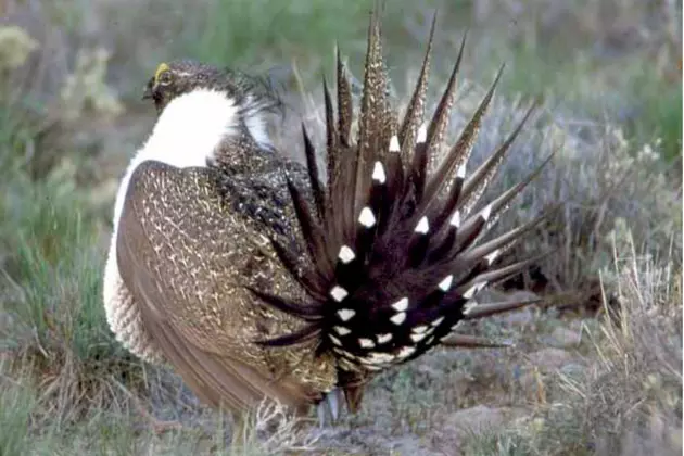 5 Reasons A Wyoming Sage Grouse Beats A Turkey Any Day