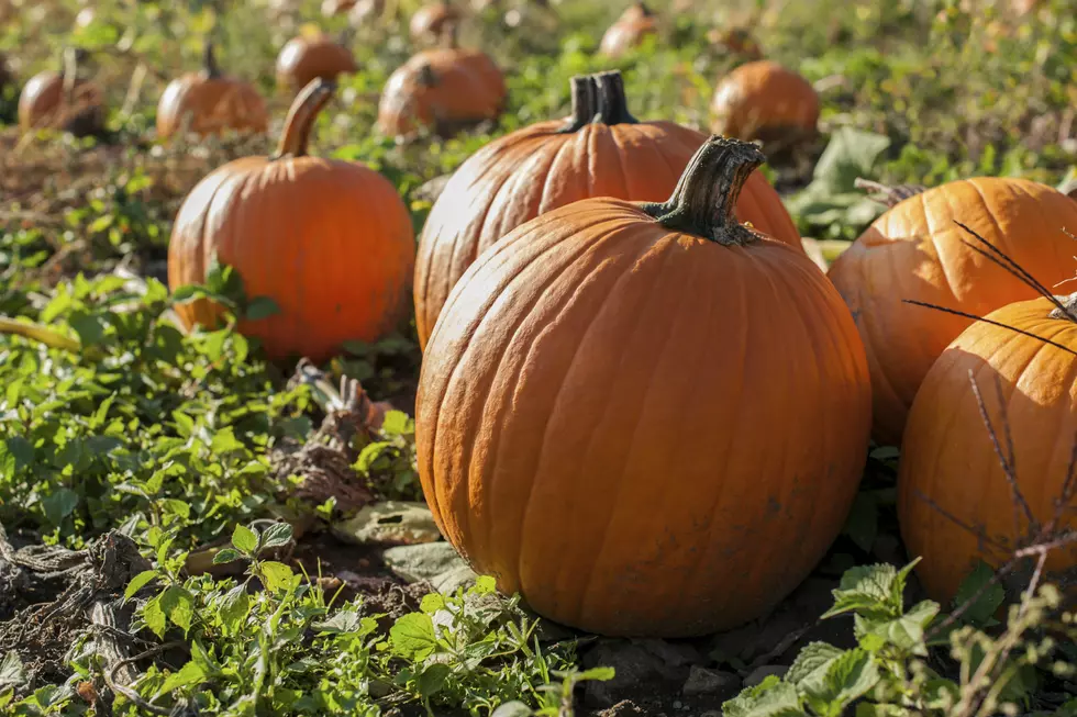 Pumpkin Walk At Territorial Prison Returns To Laramie