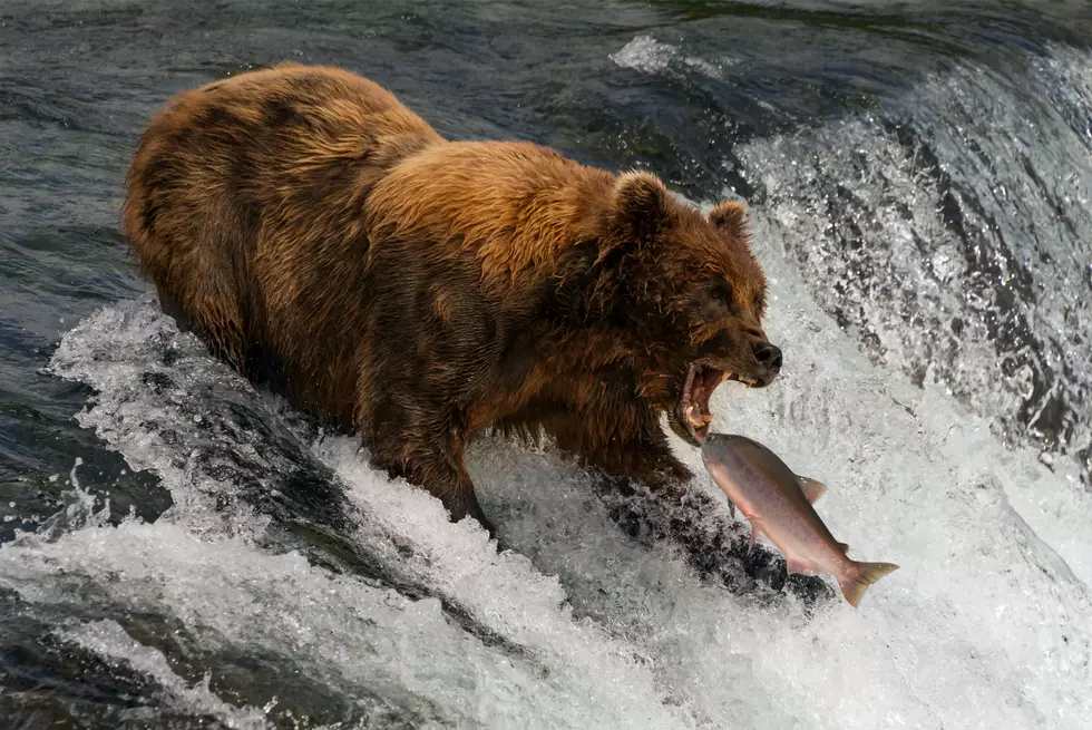 Name a Salmon After Your Ex... Then They'll Feed it to a Bear