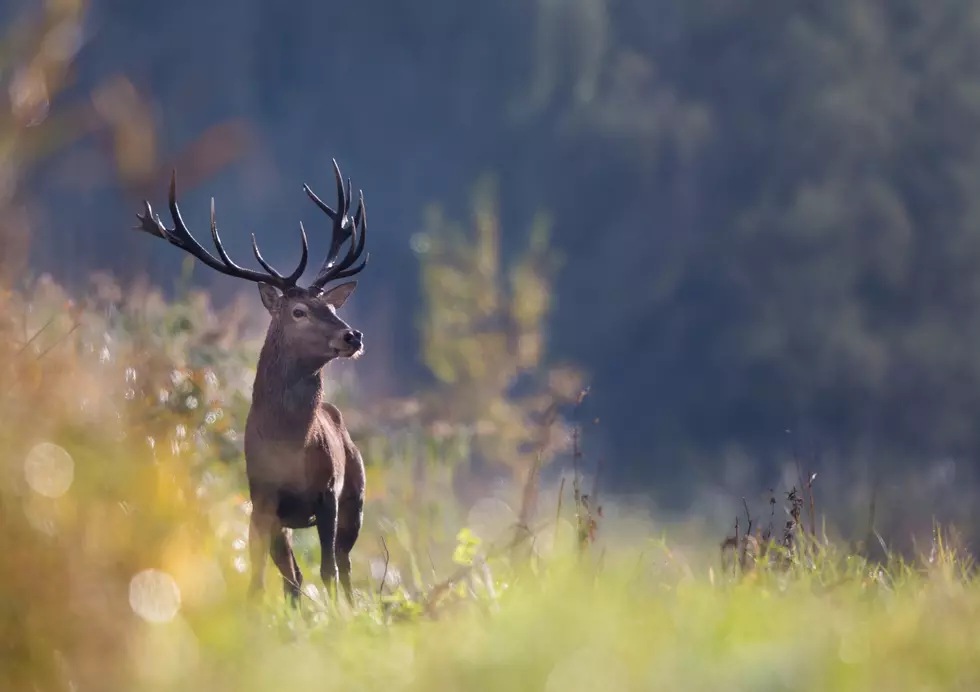 Wyoming Man Accused of Poaching Over 100 Deer