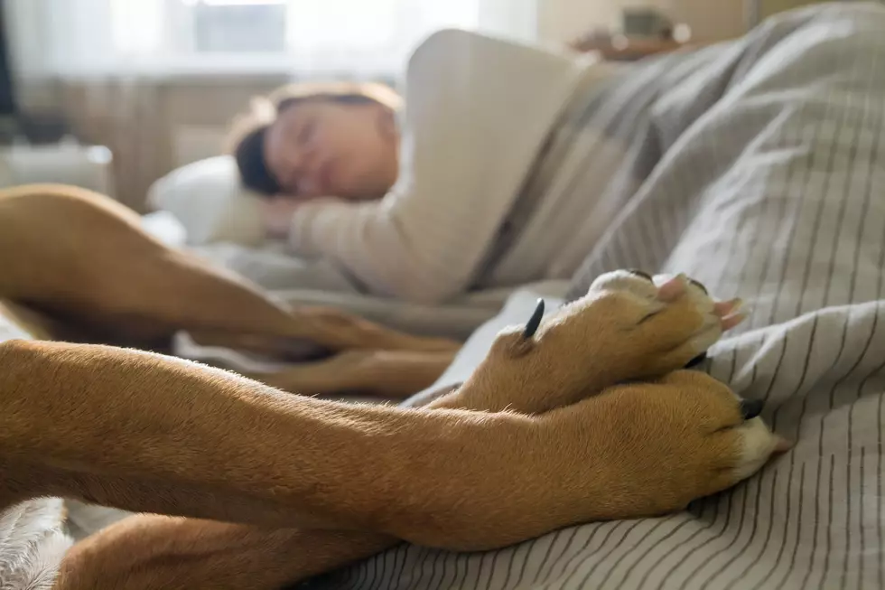 Study Shows That Women Sleep Better With a Dog in Their Bed