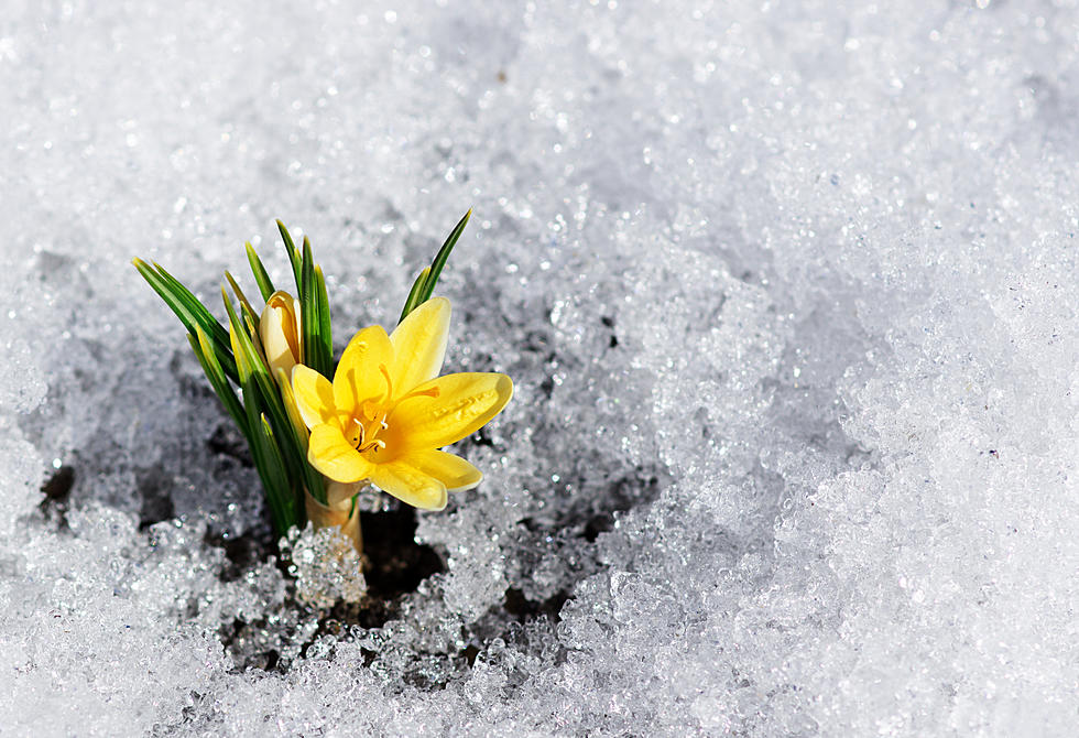 Schrödinger’s Spring: How to Tell It’s Springtime in Wyoming