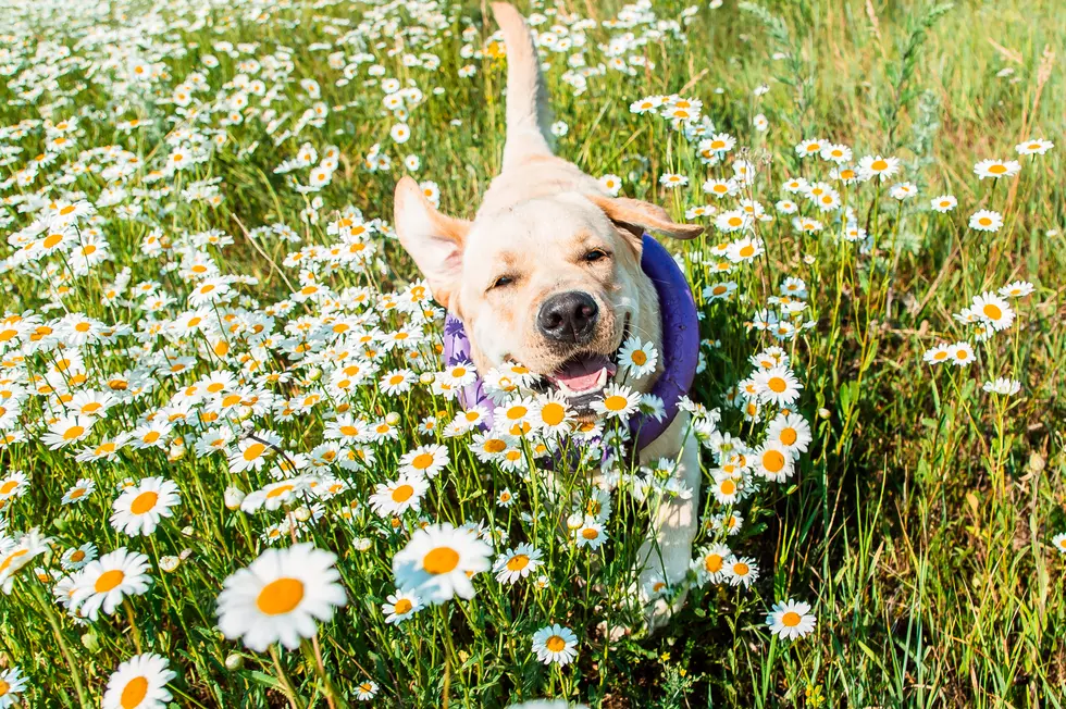 Did You Know You Can Get a FitBit For Your DOG?