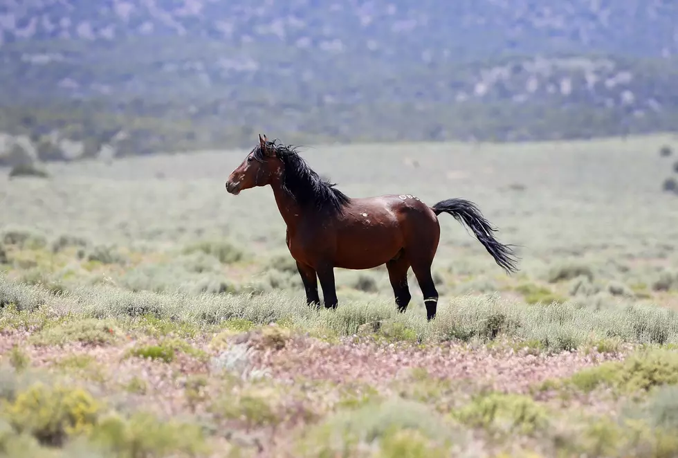 Wyoming Man Rescues Wild Horse From Barbed Wire [Watch]