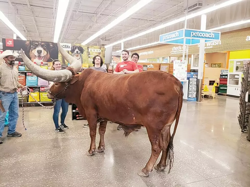 Rancher Tests Petco’s Pet Shopping Policy With Giant Bull