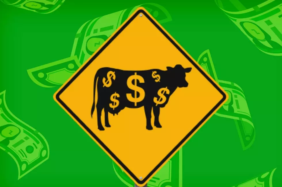 The Cash Cow is Here with 10 Chances to Win Cash &#8211; Up to $10,000