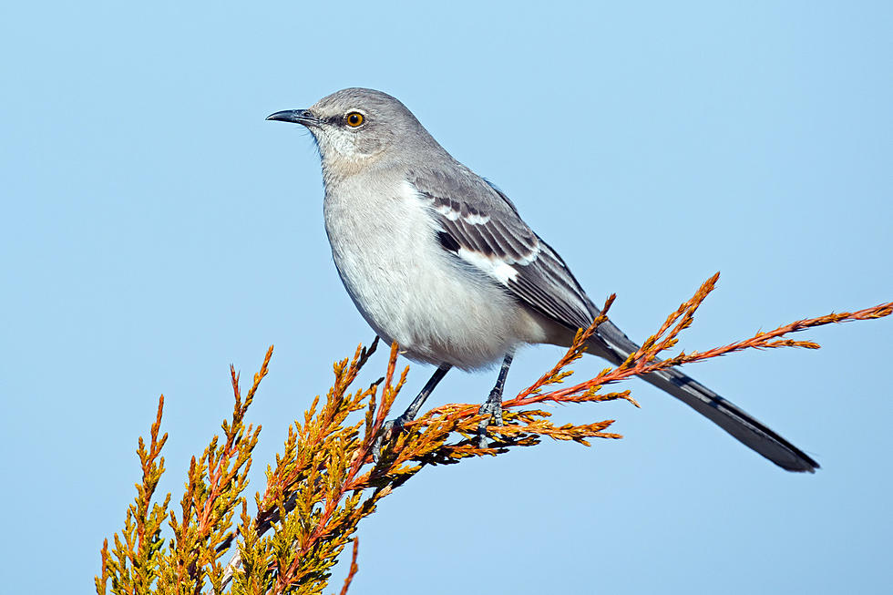 The Most Common Bird in Wyoming