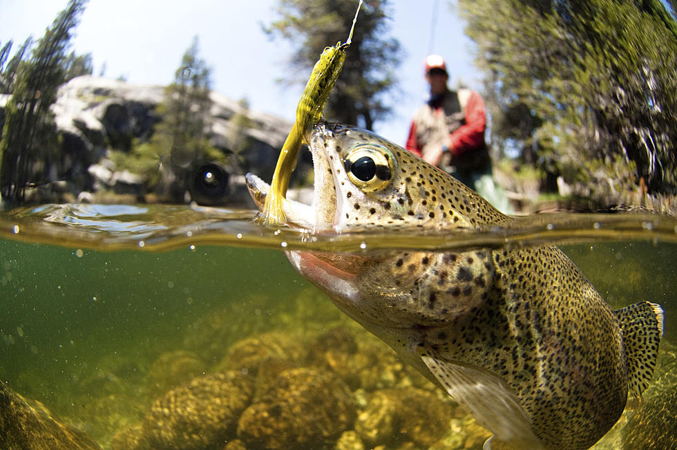 Great Catches Await at Laramie Plains Lakes