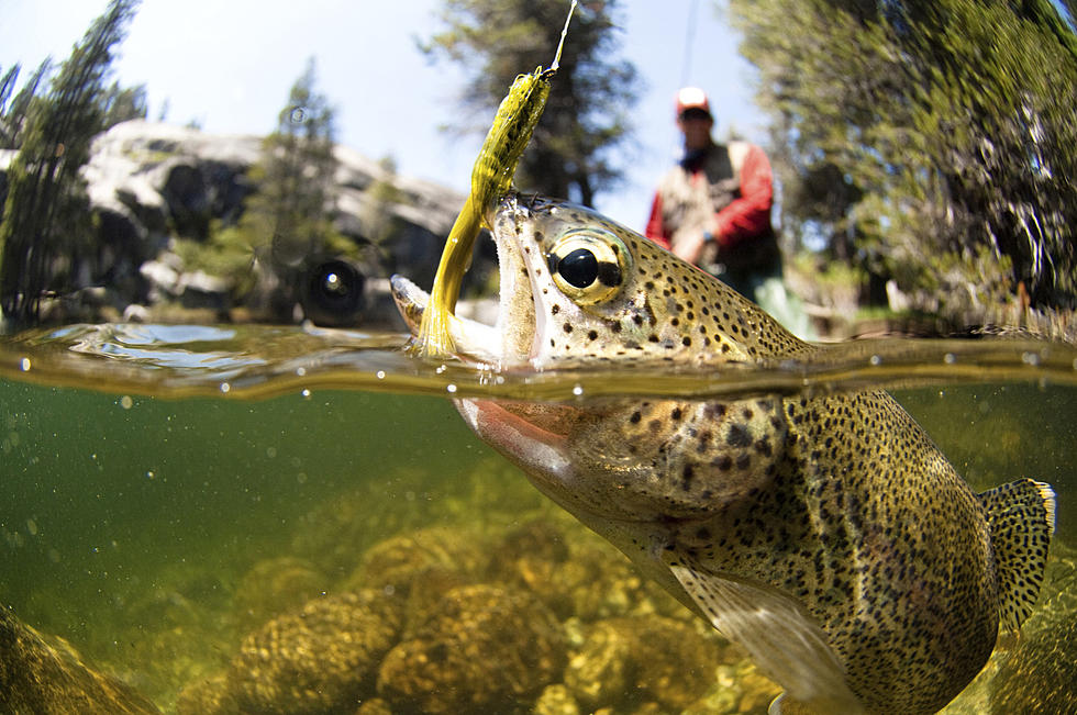 Yellow Perch Illegally Stocked in Wyoming Lake