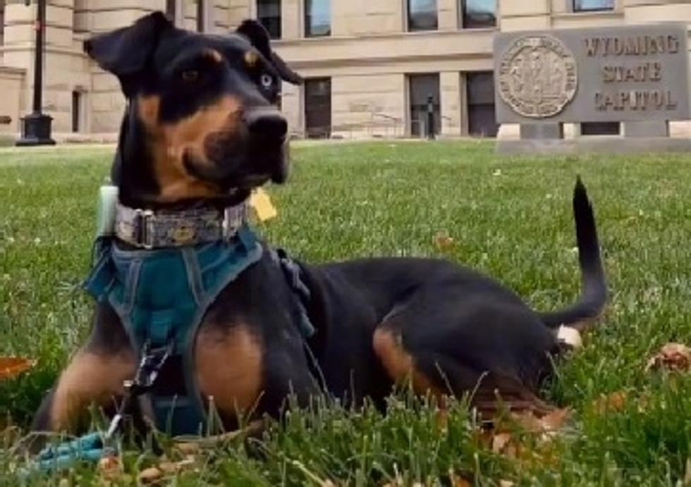 WATCH: This Dog Had the Best Tour of Cheyenne Ever!