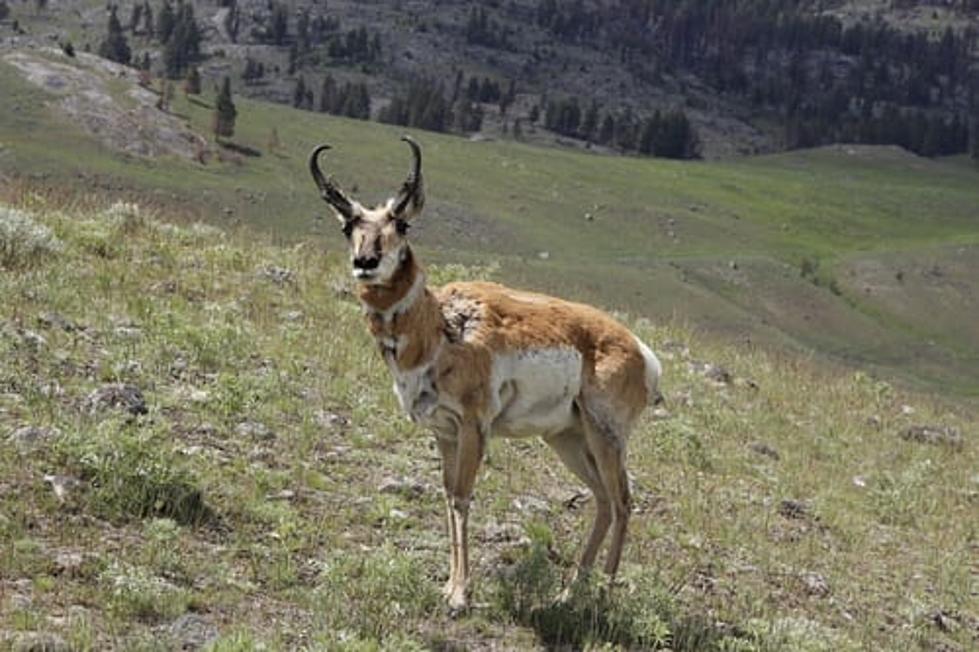 Wyoming Wildlife Crossing Cam Shows Incredible Pronghorn Footage