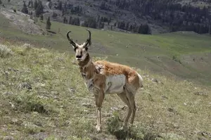 What Made The Pronghorn So Fast?