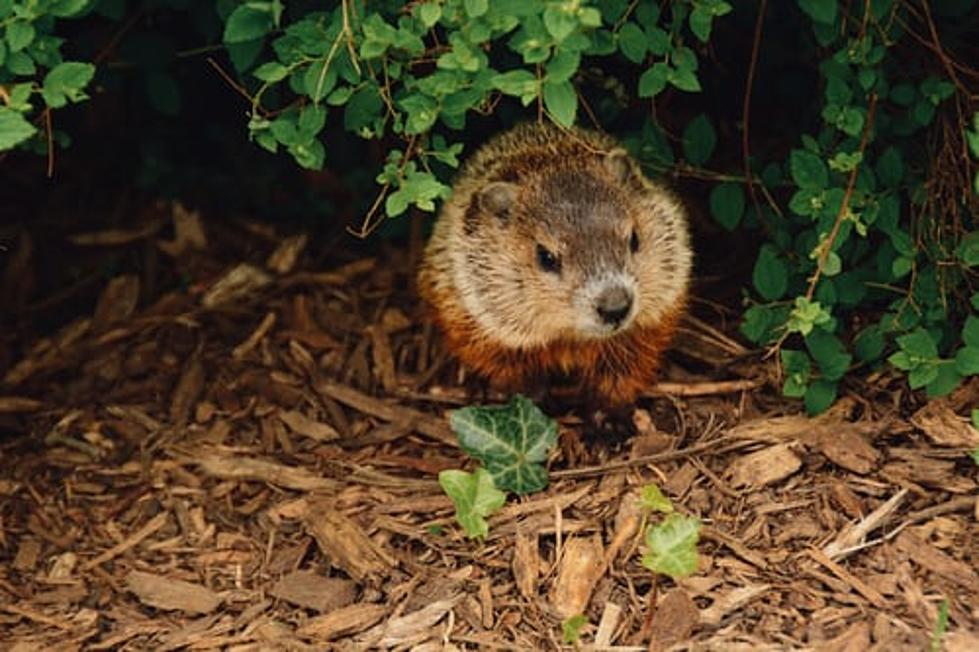 The Groundhog is Not Coming Out For Its Big Day This Year in Cheyenne