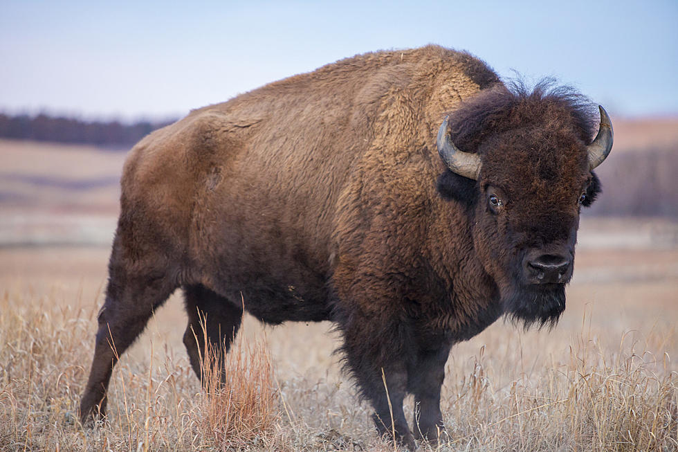 LOOK: Just a Normal Day with a Bison Holding Up Traffic in Wyoming