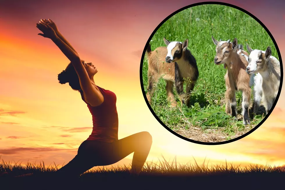 Oh My Goat! Goat Yoga THIS Saturday at Ranch Near Cheyenne