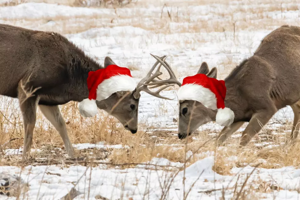 WATCH] Oh, Deer! Bucks Battle in Christmas Smackdown in Laramie