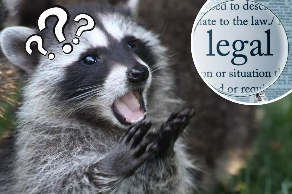 Is It Legal to Own a Pet Raccoon in Wyoming?