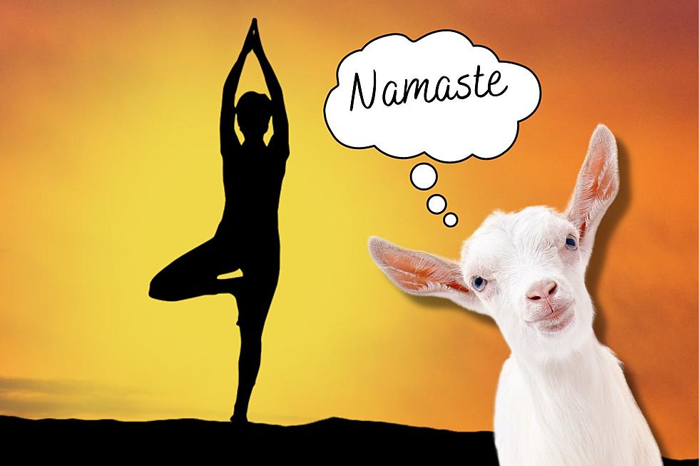 No Kidding! Baby Goat Yoga Returns to Cheyenne Next Week