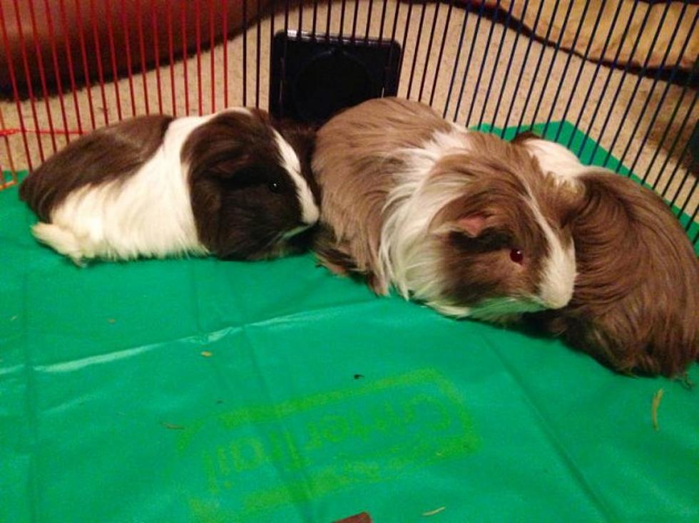 &#8220;Loud&#8221; Guinea Pig Sex Leads to Eviction