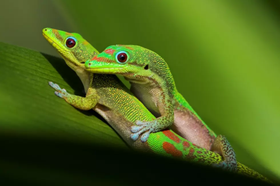 Russian Sex Geckos Have Died