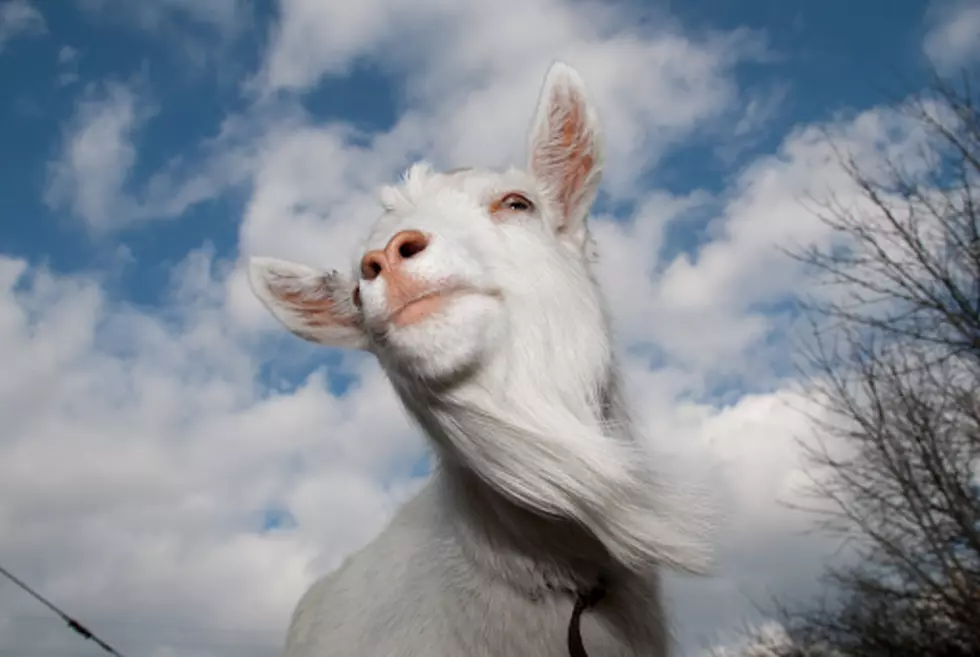 Dude Strangles Goat, Has Sex With It